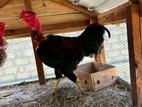2 Kaluthu Vetti Rooster