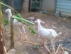 2 Kidai Kutty