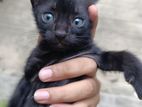 2 kind kittens for loving homes