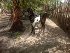 Farm Goat