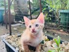 Kittens for Kind Home