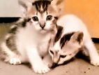 Kittens for Kind Home