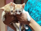 2 Kittens for Kind Home