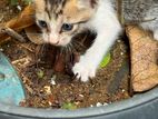 Cat for Kind Home