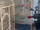 Large Cage