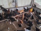 2 மாத ஊர்க் கோழிகள்