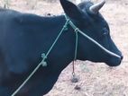 2 மாடுகள்