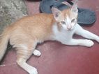 2 Male Cats and 1 Female Cat for Kind Home