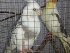 2 Male Cockatiel Birds with Cage