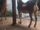 2 Male Goat