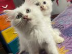 2 Male Persian Kittens