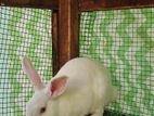 2 Male Rabbit