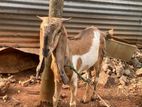 Farm Goats