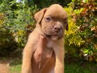 Boxer Puppy