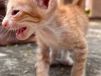 Kitten for Kind Home