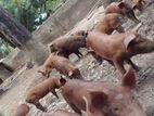 Pigs ඌරන්