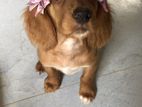 Cocker Spaniel Dog