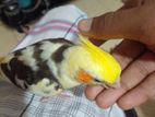 Cockatiel Bird
