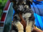 Germen Sheperd Puppy