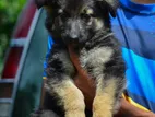 Germen Sheperd Puppy