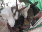 2 Months Rabbit
