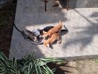 Kittens for Kind Home