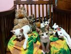 2 Months Old Cats