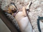 Dog for Kind Home