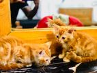Persian Kittens for Kind Home