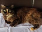 Persian Female Cat