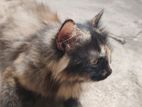 2 Persian Female