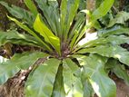 Asplenium Antiquum Outdoor Plant