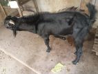 Farm Goat