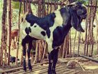 2 பல்லு கிடாய் விற்பனைக்கு