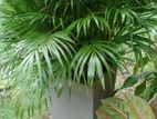 2 Potted Palm Plants