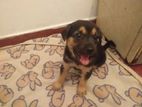 Puppies for Kind Home