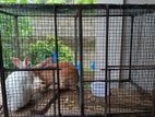 Rabbits