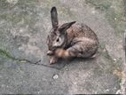 2 Rabbits