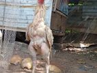 Roosters