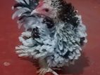 Bantam Chicken