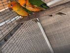 Sunconure Chicks