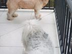 Terrier Dogs for Kind Home