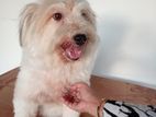 Tibetan Terrier Dogs for Kind Home
