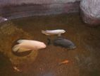 2 White Giant Gourami