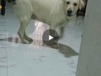 2 Years Labrador Female Dog