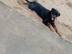 Rottweiler Puppy