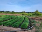 20-Acre Agricultural Land for Sale – Vilachchiya, Anuradhapura