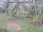 20 acre Coconut Estate for sale - Madampe (EM081VW)