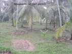 20 acre Coconut Estate for sale - Madampe (EM081VW)