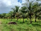 20 Acre Coconut Land for Sale in Puttalam - CL547